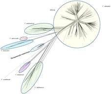 Phylogenetic analysis of 379 Cronobacter strains after interrogation with the Food and Drug Administration Cronobacter microarray. The tree was developed using the Neighbor net (SplitsTree4) joining method which was constructed using gene differences observed among the strains as determined by evaluation of the strains with the 21,658 probe sets associated with the microarray. Microarray analysis of these strains was able to group the strains into eight clusters which aligned and complemented each of the seven Cronobacter species epithets and phylogenetically-related species. Each species identity, originally found by using species-specific PCR assays as described by Tall et al. [18], was in complete agreement with the species identification found by microarray analysis. The scale bar represents a 0.01 base substitution (bp) per site.