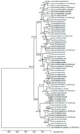 Evolutionary relationships of GLUTs. This evolutionary timetree was conducted in MEGA6 using the Neighbor–Joining bootstrap method. Each node represents a 95% confidence interval. Analysis included 63 GLUT amino acid sequences with a total of 426 positions in the final dataset. The timetree is drawn to scale with a relative number of substitutions per site. Based on this analysis and University of California Santa Cruz (UCSC) Genome Browser for Gallus gallus, accession number gg5L_X1_XP_426528.4 is a gene product that is discrete from the other GLUT5 members in chicken and other species and has more similarity to GLUT9 transporters. Key: MELGA is turkey (Meleagris gallopavo).