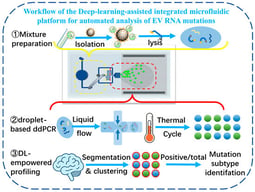 Workflow of the deep-learning-assisted integrated microfluidic platform for EV RNA mutation analysis. EVs are immunomagnetically captured and lysed on-chip, followed by mixture formation and RT-ddPCR droplet generation, thermal cycling, fluorescence imaging and model-assisted droplet analysis.