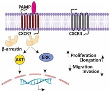Representative docking images of PAMP (blue, (A,B,E,F)) and AM (red, (C,D,G,H)) interacting with either CXCR7 (green, (A–D)) or CXCR4 (mauve, (E–H)). The interactions between the ligands and the receptors were evaluated by the Mastero-Piper docking system. The combination yielding the highest cluster size for the optimal pose score for each pairing (155 for CXCR7/PAMP, 95 for CXCR7/AM, 170 for CXCR4/PAMP, and 84 for CXCR4/AM) was further examined with PYMOL and presented here. The active binding sites of the receptors are indicated with yellow circles. Docking pose energy plots of the top 3 clusters of PAMP and AM associated with CXCR7 are shown (I). Score cards for these representations can be found in Supplementary Material Tables S1–S4. Molecular dynamics: RMSD (J) and RMSF (K) plots of the PAMP–CXCR7 interaction demonstrate the high stability of the complex.