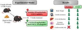 Effects of diet and etodolac (Eto) or CXT29 treatment on body weight (BW) and glucose tolerance at 23 weeks. Mice were randomly assigned to either standard (SD) or high-fat-diet (HD) regimens and starting from week 18, they were treated daily for 5 weeks with vehicle, etodolac (20 mg/kg p.o.) or CXT29 (25 mg/kg p.o.). BW was measured weekly for 23 weeks and is reported as percentage of weight gain from week 0 (a). Fasting blood glucose (b) was measured at week 23. The oral glucose tolerance test (OGTT) was performed in overnight-fasted mice, and glucose levels are presented as plotted values over time (c) and as Area Under the Curve (AUC) (d). Data (a,c) are expressed as mean ± SEM. Data in (b,d) are presented as box-and-whisker plots, where the central line represents the median, the box represents the interquartile range (Q1–Q3) and the whiskers indicate the minimum and maximum values. Longitudinal data (a,c) were analysed using a mixed-effects model (REML), with time, group and their interaction as fixed effects, followed by Bonferroni-adjusted multiple comparisons when significant. Fasting blood glucose (b) and OGTT AUC (d) were analysed by one-way ANOVA followed by Bonferroni’s multiple-comparisons test when significant. ★ p < 0.05 vs. SD and • p < 0.05 vs. HD.