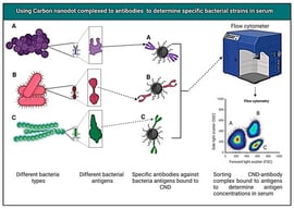 Using CNDs complexed with antibodies to determine specific bacterial strains in bacterially infected serum.