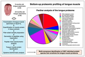Overview of the bioanalytical strategy to determine the tongue proteome. The experimental workflow and the findings from the bioinformatic PANTHER (http://pantherdb.org) [62] analysis of protein classes in the tongue proteome are shown.