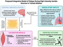 Proposed integrative model (hypothetical) of the relationship between the afferent signal, its laboratory estimate, and the systems that set the rate of accumulation. Group III/IV muscle afferents respond to protons, ATP, and lactate via acid-sensing ion channels, P2X, and TRPV1 receptors, and their central projection reduces motor output. Blocking that projection with lumbar intrathecal fentanyl raises motor output and accelerates the decline in contractile force. We propose that exercise ends when this feedback, summed with afferent traffic from the respiratory muscles and the corollary discharge accompanying the motor command, becomes intolerable; this termination rule is inferred from converging observations and has not been demonstrated directly. The quantity proposed to be regulated is that summed signal; the potentiated-twitch decrement estimates it only in proportion to the metabolite-driven share of contractile impairment, because the afferents sense the metabolites and not the impairment itself. The afferent agonists [2] and the effects of fentanyl blockade [15,31,32] rest on direct experiments; the summation across sources and the termination rule are inferences. The diagram is schematic: no values are plotted, and no fixed end-exercise threshold of contractile impairment is depicted or implied, consistent with the argument developed in Section 3.1, Section 3.2, Section 3.3, Section 3.4, Section 3.5, Section 3.6, Section 3.7 and Section 3.8. In the studies reviewed, arterial oxygen delivery, respiratory muscle work, substrate availability, and perceived effort changed the rate at which the signal accumulates more than its end-exercise value.