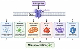 Proposed mechanisms that underlie pridopidine-mediated Sigma-1 receptor (S1R) activation and eventual neuroprotection. Activation of S1R by pridopidine enhances intracellular calcium regulation, mitochondrial function, and endoplasmic reticulum stress response pathways. It reduces excitotoxicity, reactive oxygen species-mediated oxidative stress, and cellular stress responses. These combined effects may contribute to improved neuronal resilience and survival. The schematic provides a conceptual design of the mechanisms described in the literature but does not represent a single signaling pathway. The figure was created using Open AI Chat GPT (GPT-5) with a prompt describing the proposed biological actions of pridopidine. AI generation of the figure is transparently disclosed, and the final figure was reviewed, approved, and verified for its scientific content and interpretation.