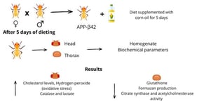 Cholesterol levels in D. melanogaster, showing (A) head and (B) thorax from female APP-β42-expressing flies fed either a standard diet or a corn oil-supplemented diet. Data represent three independent biological replicates (n = 3), each consisting of pooled tissues from 100 females. The values represent the mean ± SEM (unpaired t-test) of three experiments. Differences were statistically significant at **** p < 0.0001, and ‘ns’ indicating p > 0.05.