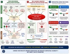Circuit organization of descending pain modulation. Descending pain control is represented as a distributed, projection-specific, and state-dependent network spanning forebrain, brainstem, and spinal levels. Prefrontal/infralimbic, anterior cingulate, sensorimotor, amygdalar, and hypothalamic inputs convey contextual, affective, motivational, autonomic, and action-related information to brainstem modulatory systems. The periaqueductal gray (PAG) acts as a heterogeneous integrative hub that recruits the rostral ventromedial medulla (RVM), locus coeruleus (LC), dorsal reticular nucleus (DRt/SRD), and additional projection-defined descending routes. Within the RVM, OFF-, ON-, and NEUTRAL-cell populations illustrate the coexistence of inhibitory, facilitatory, and context-dependent microcircuit outputs. LC–spinal noradrenergic projections are shown as predominantly inhibitory through spinal α2-adrenoceptor mechanisms, whereas RVM ON-cell and DRt/SRD outputs contribute to facilitatory gain. The DRt/SRD is represented as a facilitatory and integrative node involved in salience-dependent amplification, homotopic facilitation, and DNIC/CPM-related network configurations. At the spinal dorsal horn, convergent descending influences dynamically regulate inhibitory and facilitatory gain imposed on nociceptive afferent input. Green arrows indicate predominantly inhibitory influences, red arrows predominantly facilitatory influences, purple dashed arrows projection-defined or emerging routes, blue arrows nociceptive afferent input, and black arrows structural or integrative projections. The functional sign of a pathway is not fixed, but depends on receptor subtype, projection target, behavioral context, and pain state. CPM, conditioned pain modulation; DNIC, diffuse noxious inhibitory controls. This is an author-derived conceptual schematic and should not be interpreted as an empirically validated pathway map. The figure was generated with the assistance of SciFig.AI (https://scifig.ai) and ChatGPT and was subsequently reviewed, edited, and refined by the authors through successive rounds of revision to ensure scientific accuracy, conceptual coherence, and consistency with the literature.