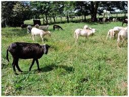 Creole sheep from the “Llanero” Foothills, Colombia. Photography: La Vitrina Farm.