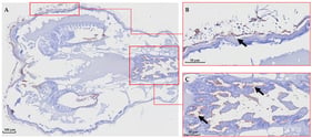 Immunohistochemical detection of T. maritimum in Sea Lice (male). (A) Whole sea lice slide, magnification 12×. (B) Magnification 80×; a mild positive reaction to T. maritimum is observed in the superficial area of the cuticle (arrows). (C) Magnification 80×; a moderate positive reaction is observed in the gastrointestinal tract. The scale bar for each image is indicated in micrometers (µm) in the lower left corner of the corresponding panel. The arrows indicate positive reactions by IHC.