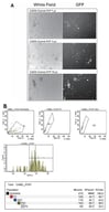 Fluorescence imaging and FACS analysis of CAD5-Camel-PrP transduced cells upon lentiviral transduction. (A) Fluorescence imaging of CAD5-Camel-PrP Cells. CAD5-PrP KO cells were transduced with 1 µL (top panel), 3 µL (middle panel), and 5 µL (bottom panel) of lentiviral particles encoding camel-PrP. The left panels show bright-field images, while the right panels display the corresponding fluorescence images. Fluorescence intensity correlates with the volume of lentiviral particles used, reflecting the level of PrP expression. The 1 µL condition shows minimal and sparse GFP fluorescence, indicating low transduction efficiency. The 3 µL condition yields increased GFP expression with improved distribution across the cell population. The 5 µL condition demonstrated stronger fluorescence expressed as a more uniform GFP signal. (B) CAD5 cells expressing camel-PrP upon lentiviral transduction. The top panels show scatter plots for all events, P1 gating, and SSC (side scatter) versus FSC (forward scatter), and histograms of GFP fluorescence intensity, with the P2 gate indicating cells with high GFP expression (middle panel). The tables summarize the number of events and GFP statistics for each population.