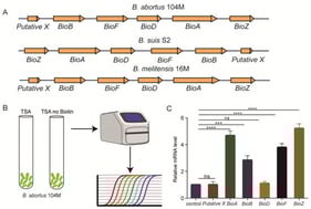 A biotin-free environment can affect the expression of genes related to biotin synthesis in Brucella. (A) The operon model of the genes related to biotin synthesis of B. abortus 104M, B. suis S2 and B. melitensis 16M. (B) Detection model diagram of gene expression levels related to biotin synthesis in B. abortus 104M under biotin-deficient conditions. (C) Expression levels of biotin-synthesis-related genes in B. abortus 104M under biotin-deficient conditions. Data represent mean and standard deviation. *** p < 0.001, **** p < 0.0001 by one-way ANOVA followed by Dunnett’s multiple comparisons test.