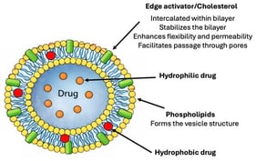 Schematic structure of a transferosome and the role of each component. Transferosomes are vesicular systems composed of a phospholipid bilayer incorporating edge activators (surfactants) and, optionally, cholesterol, both intercalated within the bilayer. Edge activators increase membrane flexibility and permeability by disrupting lipid packing, thereby enhancing vesicle deformability and facilitating passage through narrow intercellular pores. In contrast, cholesterol contributes to membrane stabilization and modulates bilayer fluidity. Hydrophilic drugs are encapsulated in the aqueous core, whereas hydrophobic drugs are preferentially located within the lipid bilayer.