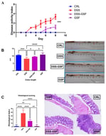 Amelioration of DSS-induced colitis by dietary supplementation with GSF. (A) The disease activity index during the DSS administration was calculated with weight loss, stool consistency, and rectal bleeding. (B) Colon length was measured in colitis-induced mice on day 19. (C) Sections of the colon were stained with haematoxylin and eosin. The histological score was calculated from the severity of inflammation, the thickness of inflammatory involvement, epithelial damage, and the extent of the lesion. Images were acquired at 40× magnification; scale bar = 100 µm. Data are the mean ± SEM from three independent experiments (n = 6). Statistical significance was set at p < 0.05 (* p < 0.05, ** p < 0.01, *** p < 0.001, **** p < 0.0001).
