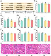 Effect of fucoidan on contrast-induced acute kidney injury in mice (n = 6). (A) Experimental design; (B) kidney index; (C) CRE; (D) BUN; (E) Cys-C; (F) KIM-1; (G) UP; (H) UA; (I) H&E staining (400 ×, 50 = μm). The yellow arrow indicates the narrowing of the Bowman’s capsule, the black arrow indicates the constriction of the proximal tubule lumen, the green arrow indicates sloughed-off cells, and the blue arrow indicates the infiltration of interstitial inflammatory cells. Different letters over bars indicate statistical significance between the two groups (p < 0.05); the same letter indicates no significant difference.