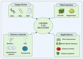 General components of CRISPR/Cas delivery in plants. Created in BioRender. Huiban, F. (2026) https://BioRender.com/pl7bf0a.