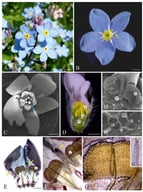 Inflorescences and flowers of M. scorpioides (C,H,H’) and M. sylvatica (A,B,D,E–G’); stereoscopic microscopy (SM)—(B,D), scanning electron microscopy (SEM)—(C,H,H’), light microscopy (LM)—(E–G’). (A) Flowers borne on scorpioid cymes. (B) Magnification of a flower with visible faucal scales and white appendages on petals (yellow arrow). (C) Flower with velvety texture of petals; blue arrow shows an appendage of stamen connectives. (D) Faucal scales and anthers on the longitudinal section of a flower. (E) Inner part of the flower with faucal scales, appendages on petals (yellow arrows), and basal scales (red arrowheads). (F) Parts of petals with faucal scales, appendages on petals (yellow arrows), and trichomes beneath them (yellow arrowheads). (G) Faucal scale with a vascular bundle running through its centre. (G’) Magnification of a vascular bundle of the faucal scale with helical vessels. (H) Part of the longitudinal section of a flower with the ovary and receptacle parenchyma with visible calcium oxalate crystals (white arrows). (H’) Magnification of receptacle parenchyma cells with prismatic calcium oxalate crystals. (F,G) Staining with Sudan Red B; a—anther, f—faucal scale, o—ovary, ps—pistil. Scale bars = 3 mm (A); 1 mm (B,D); 0.7 mm (C); 0.5 mm (F); 200 µm (G); 100 µm (E,H), 50 µm (H’), 5 µm (G’).