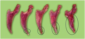 Schematic representation of the scoring system used to classify different levels of keel bone damage, ranging from 0—normal keel bone without lesions—to 4—severe damage with multiple fractures (Reprinted from Ref. [19]).