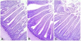 Jejunum (10× objective). Representative light microscopic images of jejunal tissue from each experimental group ((A) control group; (B) PM1 group; (C) PM2 group), showing no significant histomorphological differences among groups. Hematoxylin and eosin (H&E).