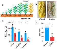 The impact of drought on maize yield for the samples analysed. (A). Schematic diagram showing maize growth and drought treatment. (B) Typical cobs from well-watered and drought-treated plants. (C) Changes to cob weight and (D) seed weight and numbers. Well-watered control in blue and droughted samples in red, N = 3. * represents p value of <0.05 in the Student’s t-test.