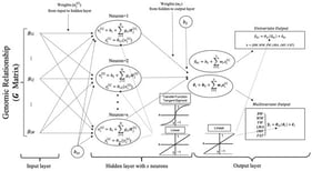Graphical representation of the univariate and multivariate multi-layer perceptron artificial neural networks for the inputs of the additive genomic relationships (
g
i
j
) between animals from the
G
matrix and the output of the univariate (
y
^
k
) or multivariate (
y
^
) predicted values of phenotypes (
y
) by the network where
k
=
{
B
W
,
W
W
,
Y
W
,
F
A
T
,
I
M
F
,
L
M
A
}
.