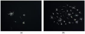 (a) Down feather samples with sparsely distributed targets. (b) Down feather samples with densely distributed multiple targets.
