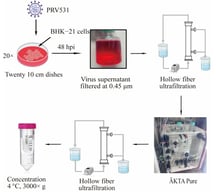 Diagram of the PRV purification strategy based on CC700 chromatography. The BHK-21 cells were infected with PRV531 in twenty 10 cm dishes for 48 h. The virus-containing supernatant is then filtered through a 0.45 μm filter, concentrated by HF, and further purified using CC700 chromatography. Virus-containing flow-through fractions were concentrated via HF ultrafiltration under identical conditions. Finally, the purified virus is collected and concentrated by centrifugation (3000× g at 4 °C) to obtain the final product. Arrows indicate the sequential processing steps of virus preparation.