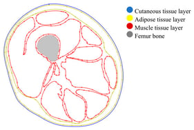 Two-dimensional cross-sectional geometry of the lower limb used for finite element modeling. The model preserves the anatomical arrangement of the main tissue layers, including skin (outer boundary), adipose tissue, muscle, and bone. Internal structures were manually delineated to reflect the irregular morphology of the limb, while maintaining a layered organization suitable for computational analysis.