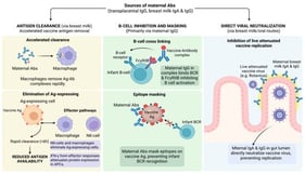 Mechanisms of Interference. Maternal antibodies transferred prenatally and through breast milk may attenuate infant vaccine responses by reducing vaccine antigen availability through B-cell inhibition, epitope masking, accelerated antigen clearance, and direct neutralization of live attenuated vaccine viruses. Among breast milk–mediated mechanisms, accelerated antigen clearance and direct viral neutralization appear most important, particularly for oral vaccines, as both limit antigen replication and immune stimulation in the infant, potentially reducing primary and booster vaccine immunogenicity. Created in BioRender. Lianou, A. (2026) https://www.biorender.com/. IFN-γ: Interferon gamma, Ag: Antigen, Ab: Antibody, NK-cell: Natural killer cell, APCs: Antigen-presenting cells, FcγRIIB: Fc receptor IIB for IgG, BCR: B-cell receptor.