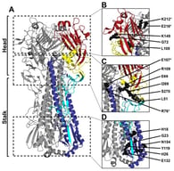 H1N1 HA structure and locations of residues containing substitutions. (A) Cal/09 H1 structure, with HA2 in dark blue. HA1 fragment subdomains are the fusion domain (FD) in cyan, the vestigial esterase domain (VED) in yellow, and the receptor-binding domain (RBD) in red. (B–D) Substitutions, shown in black. (B) Screened HA-head substitutions putatively alter the stability of the interface between the VED and RBD and between RBDs. (C) Head–stalk mutations putatively alter interactions between the VED and the B-loop, C-helix, and FD. (D) Stalk substitutions putatively stabilize the fusion peptide pocket, histidine switch 1, and D-helix contacts. N154S is predicted to ablate glycosylation. * Inter-protomeric residues. PDB: 3UBE [64].