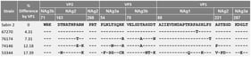 Mutations in antigenic sites of the capsid proteins VP1–VP3 of the studied VDPV2 strains.