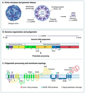 DENV virion and genome organization relevant to vaccine antigen selection. (A) Schematic organization of the mature DENV virion, highlighting the structural proteins C, prM/M, and E. (B) Genome organization and polyprotein processing showing the generation of structural and non-structural proteins. (C) Membrane-associated organization of the viral polyprotein. The figure emphasizes the distinction between structural antigens, particularly E as a major target of neutralizing antibodies, and non-structural antigens that contribute to viral replication and antiviral cellular immunity. Abbreviations: DENV, dengue virus; E, envelope protein; M, membrane protein; NS, non-structural protein; prM, precursor membrane protein; ssRNA, single-stranded RNA.