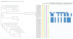 Genomic sequences analysis of 32 V. fluvialis strains. A core-genome-based phylogenetic tree of these V. fluvialis strains is shown. The tree is based on a subset of 32 phylogenetically representative strains selected from a preliminary analysis of all publicly available V. fluvialis genomes. Antimicrobial resistance genes are indicated by blue squares. δVFH, VFH, T6SS2 and T6SS1 are indicated by yellow, green, pink, and pale green circles, respectively; solid circles indicate presence and hollow circles indicate absence of the corresponding gene. Detailed strain metadata and the presence of SGI1 or GIflu-like islands are provided in Supplementary Table S1.