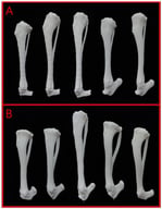 3D-printed bone models of the tibia from patients with cranial cruciate ligament rupture. (A) medium and large breed dogs; (B) small breed dogs.