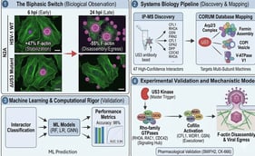 US3 is required for dynamic F-actin remodeling during HSV-1 infection. (a) Flow-cytometry gating strategy. N2A cells were gated on FSC-A vs. SSC-A (cells), FSC-A vs. FSC-H (singlets), viability dye (live cells), and Alexa Fluor 647-phalloidin (F-actin GeoMean). (b) Quantification of F-actin GeoMean across time (0, 6, 12, 24 hpi) from three independent experiments. Note that 0 hpi refers to the time immediately after the attachment step. Data are mean ± SEM. Two-way ANOVA with Tukey multiple comparisons test; * p < 0.05, ** p < 0.01, ns = not significant.