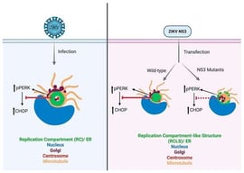 ZIKV NS3 drives assembly of a replication compartment-like structure (RCLS). Immunofluorescent (IF) staining of (A) mock (non-infected) and MR766 ZIKV (MR-ZIKV)-infected cells 24 h post-infection. RC is marked by ZIKV envelope protein (green) and ER is marked by calnexin (red). DNA is in magenta in all images. MOI = 1 was used for all infections. IF staining of (B) mock (non-transfected) and FLAG-tagged structural viral proteins: C (capsid), prM (pre-membrane), E (envelope), and non-structural (NS) protein expression in SNB-19 cells. NS1-, NS2A-, and NS4B-expressing plasmids did not yield detectable protein expression under these conditions. ER is marked by KDEL (red) and the NS3-driven RCLS is marked by FLAG (green). Scale bars: 10 μm. (C) Quantification of different morphology of the NS3-driven RCLSs. (D) Quantification of mean fluorescence intensity analysis of ER signal colocalizing with RCs and RCLSs. Representative images are based on n = 3 independent experiments; quantification was based on 25–30 images in total per condition. Unpaired Student’s t-test was carried out. *** p < 0.001, and **** p < 0.0001 are considered statistically significant.