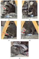 Paper transformation behavior in two juvenile pygmy raccoons: (a) Juvenile 1 making a paper ball. (b) Juvenile 2 observing and approaching. (c) Juvenile 2 retrieves paper from the trash and attempts to make a ball without success. Juvenile 1 watches this attempt. (d) Juvenile 1 takes the paper from Juvenile 2 and begins to make a ball while Juvenile 2 plays with Juvenile 1’s first ball. (e) After the illness and subsequent removal of Juvenile 1, Juvenile 2 is seen turning a hamburger wrapper into a ball.