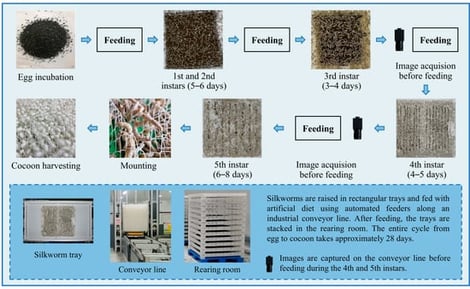 Workflow of factory-based silkworm rearing using artificial feed.