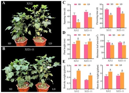 Effect of different photoperiods on cotton phenotype. (A,B) Comparison of cotton flowering under different photoperiod treatments (taken on the 60th day after treatment). (C) Squaring time and flowering time. (D) Plant height and maximum leaf area. (E) Root dry weight and shoot dry weight. Error bars represent the standard deviation (SD) of the mean. * indicates a significant difference between photoperiod treatments within the same genotype at p < 0.05.