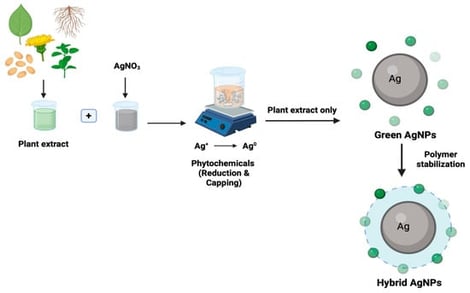 Plant-mediated synthesis of green and hybrid AgNPs (created in BioRender, Georgieva, P. (2026) https://BioRender.com/q1hdyyc) [46,47].