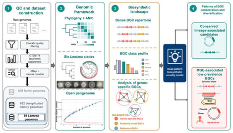Overall analytical scheme for the Lentzea comparative genomics and biosynthetic gene cluster study. The workflow links quality control and dataset construction, phylogenomics and ANIb, pangenome analysis, family- and genus-scale BGC profiling, conservation-tier stratification, prioritization of lineage-associated BGC candidates, integration of MGE-associated evidence, and phylogeny- and mobilome-guided genome mining priorities.