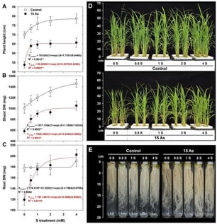 Effect of sulfur (S) supplementation on growth parameters of rice seedlings grown under arsenic (As)-treated hydroponic conditions. (A) Plant height, (B) shoot dry weight (DW), and (C) root DW. Representative images of (D) shoots and (E) roots at 15 days after treatment. Data are presented as mean ± standard deviation (n = 3). Asterisks indicate significance at * p < 0.05 and ** p <0.01.