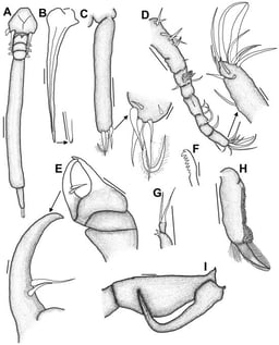 Kroyeria minuta Pillai, 1968, adult female. (A) Dorsal habitus; (B) dorsal stylet → tip; (C) caudal ramus → tip (ventral view); (D) antennule → last segment; (E) antenna → last segment; (F) tip of mandible; (G) maxillule; (H) maxilla; (I) maxilliped. Scale bars: (A) 0.25 mm; (B) 50 µm → tip 50 µm; (C) 50 µm → tip 10 µm; (D) 50 µm → tip 10 µm; (E) 50 µm → last segment 10 µm; (F) 10 µm; (G) 50 µm; (H) 50 µm; (I) 50 µm.