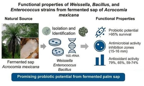 Isolation of bacteria from fermented sap of Acrocomia mexicana. (A,C) characteristic colonies on MRS agar; (B,D) microscopic appearance under Gram staining.