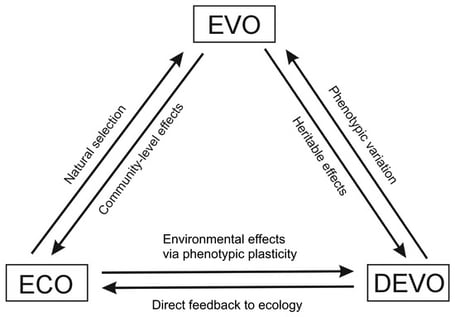 A conceptual model exploring the interactions among ecological (ECO), evolutionary (EVO) and developmental (DEVO) processes. The key interactions and pathways within this ECO–EVO–DEVO model can be summarised as follows. In ECO–EVO, the environment influences the evolution of populations through natural selection; in EVO–ECO, evolutionary responses (i.e., phenotypic changes across generations) influence ecological processes in an ecosystem (often referred to as ECO–EVO feedbacks or niche construction); in ECO–DEVO, the environment affects the developmental processes of individual organisms (broadly encompassing any form of individual plasticity and parental effects); in DEVO–ECO, within-generation developmental responses of individuals influence the response of populations and, subsequently, ecosystems to environmental change; in EVO–DEVO, evolutionary processes across generations provide inherited signals (e.g., direct genetic and non-genetic - including epigenetic - variation) that influence phenotypic development; and in DEVO–EVO, selection acts on phenotypic variation from development. In nature, ECO–EVO–DEVO processes interact and are likely to act dynamically, that is, via reciprocal feedback responses. The figure is originally from Skúlason et al. [4]. This figure is distributed under the terms of the Creative Commons Attribution 4.0 International License (CC BY 4.0) (http://creativecommons.org/licenses/by/4.0/).