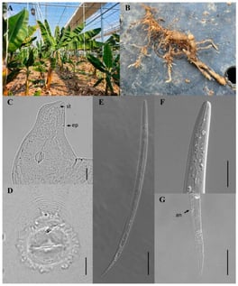 Field symptoms and morphological characteristics of Meloidogyne arenaria associated with banana in Pohang, Republic of Korea. (A) Banana plants cultivated in the commercial greenhouse; (B) root galling observed on naturally infected banana; (C) anterior region of an adult female showing the stylet (st) and excretory pore (ep); (D) female perineal pattern; (E) entire body of a second-stage juvenile (J2); (F) anterior region of a J2; and (G) posterior region of a J2 showing the anus (an) and hyaline tail terminus. Scale bars: C,D = 20 μm; E = 50 μm; F,G = 20 μm.