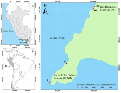 Location of the study areas and sampling points in the province of Ilo, Moquegua, Peru. The Punta Coles National Reserve (PCNR) corresponds to zone A, and Tres Hermanas Beach (THP) corresponds to zone B. The sampling campaigns were carried out during winter (1) and spring (2), corresponding to A1: Punta Coles–Winter (PCNR-W), A2: Punta Coles– Spring (PCNR-S), B1: Tres Hermanas Beach–Winter (THP-W) and B2: Tres Hermanas Beach–Spring (THP-S). The coordinates are presented in the UTM WGS 84 reference system, zone 19S.
