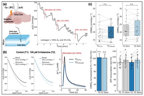 S-ketamine (100 µM) does not alter basal or stimulus-induced oxidative metabolism or potassium handling. (a) Schematic of electrode placement in hippocampal area CA1. Electrical stimulation was applied to the Schaffer collaterals. Representative partial tissue oxygen pressure (ptiO2) depth profiles obtained under interface conditions before and during electrical stimulation (20 Hz, 2 s) are shown. (b) Representative ptiO2 depth fits, calculated cerebral metabolic rate of oxygen (CMRO2), and stimulus-induced extracellular potassium ([K+]o) responses under control conditions and after application of 100 µM S-ketamine. (c) Absolute and normalized CMRO2 values and modeled relative adenosine triphosphate (ATP) consumption rates under basal conditions and during stimulation, before and after S-ketamine application. Data are shown as boxplots indicating median, interquartile range, and individual paired data points; bar graphs show mean + SD. n = 21–22 slices from three animals. Statistical analysis was performed using Wilcoxon signed-rank tests for paired comparisons of absolute and normalized CMRO2 values. No statistically significant differences were detected between control and S-ketamine conditions. n.s., not significant.