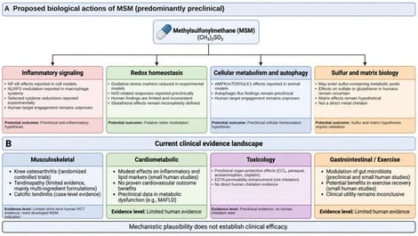 Proposed biological actions of methylsulfonylmethane (MSM) and the current clinical evidence landscape. Panel A summarizes reported mechanisms, most of which derive from in vitro or animal studies; the diagram does not imply human target engagement at clinically used oral doses. Panel B uses descriptive, domain-specific evidence categories rather than a formal GRADE assessment. COX-2, cyclooxygenase-2; CRP, C-reactive protein; EDTA, ethylenediaminetetraacetic acid; HDL, high-density lipoprotein; IL, interleukin; iNOS, inducible nitric oxide synthase; MAFLD, metabolic-associated fatty liver disease; mTOR, mechanistic target of rapamycin; NF-κB, nuclear factor kappa B; NLRP3, NOD-like receptor family pyrin domain-containing 3; Nrf2, nuclear factor erythroid 2-related factor 2; ROS, reactive oxygen species; TNF-α, tumor necrosis factor alpha; ULK1, unc-51-like kinase 1. Created in BioRender. Yoon, M. (2026) https://BioRender.com/vkn40qy (accessed on 1 September 2026).