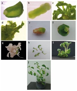 Sequential morphogenic responses leading to shoot regeneration in explants. (a) Callus induction and tissue swelling on the adaxial surface of the cotyledon after 7 days of culture. (b) Callus formation in hypocotyl explants after 7 days of culture. (c,d) Shoot regeneration response from cotyledon and hypocotyl explants after 3 weeks on growth regulator-supplemented medium. (e,f) Lack of organogenic response in explants cultured on medium containing TDZ alone. (g) Albino hypocotyl-derived structure formed under TDZ treatment. (h) Malformed leaf-like tissues induced by TDZ. (i) Hypocotyl-derived shoot cluster obtained on medium supplemented with 4.54 µM TDZ + 0.6 µM NAA, corresponding to the treatment with the highest shoot number and shoot elongation. (j) Rooted and acclimatized regenerants established in a commercial peat–perlite substrate (Plug Mix 8).