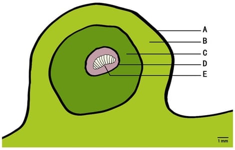 Cross-sectional layer diagram of Dryocosmus kuriphilus galls. A: epidermis; B: outer protective layer; C: inner protective layer; D: nutritive layer; E: larvae.
